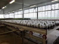 5日目(2012年10月3日)午後からはCHP(Combined Heat and Power)でCO2フリーを実現している洋ラン農家さんを視察しました。