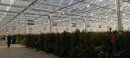 オランダ植物工場視察の写真